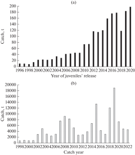 The Status of the Chum Salmon (Oncorhynchus keta) Commercial Stock and Prediction of its Size off Iturup Island