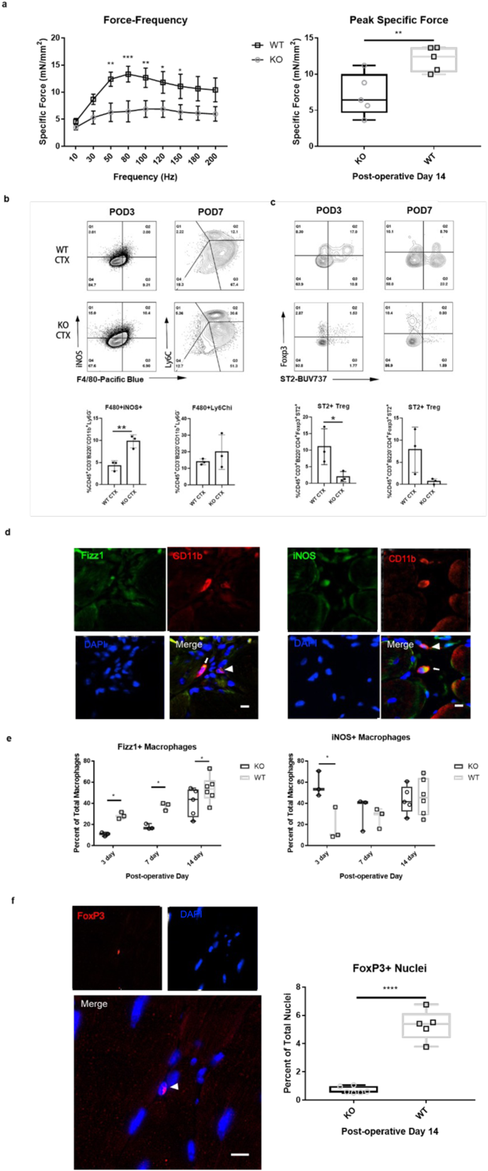 Matrix-bound nanovesicle-associated IL-33 supports functional recovery after skeletal muscle injury by initiating a pro-regenerative macrophage phenotypic transition.