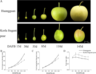 Candidate gene mining of GA-mediated regulation of pear fruit shape