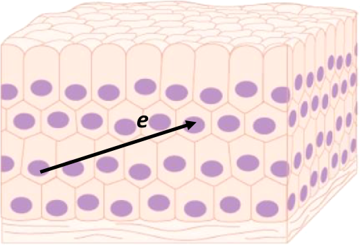 A Mechanical Theory of Growth