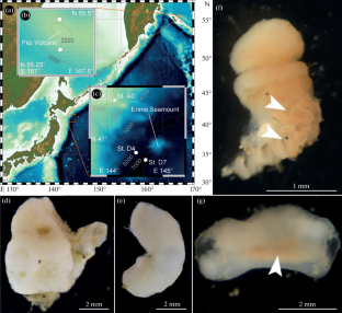 New Locality for the Deep-Sea Acorn Worm Quatuoralisia malakhovi (Hemichordata: Enteropneusta)