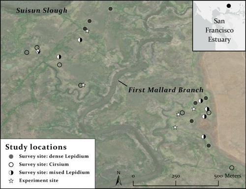 Contributions of Perennial Pepperweed (Lepidium latifolium) Invasion to Rarity of the Endangered Suisun Thistle (Cirsium hydrophilum var. hydrophilum)