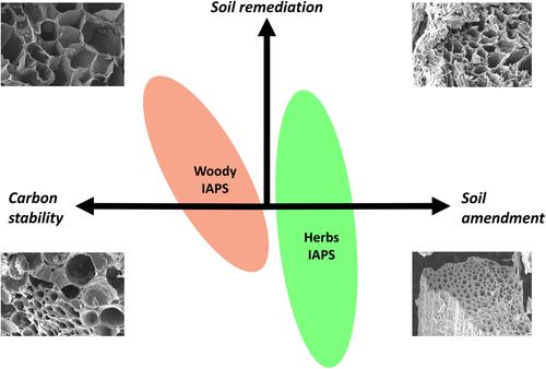 Woody and herbaceous invasive alien plant species-derived biochars are potentially optimal for soil amendment, soil remediation, and carbon storage