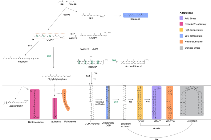 Unraveling the multiplicity of geranylgeranyl reductases in Archaea: potential roles in saturation of terpenoids.