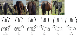 Seasonal variation of body condition in feral horses at Tornquist Park, Southern Pampas, Argentina