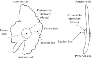 A Comparative Analysis of Age Estimates for Greenland Halibut, Reinhardtius hippoglossoides matsuurae, from the Northwestern Pacific Ocean based on Different Methodological Approaches