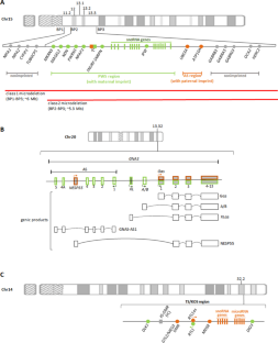 A Comprehensive Review of Syndromic Forms of Obesity: Genetic Etiology, Clinical Features and Molecular Diagnosis.