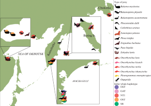 Differences in the Diet of Reproductively Isolated Ecotypes of Killer Whales (Orcinus orca Linnaeus, 1758) in the Seas of the Russian Far East