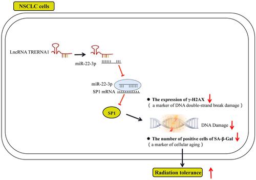 Translation regulatory long non-coding RNA 1 negatively regulates cell radiosensitivity via the miR-22-3p/SP1 axis in non-small cell lung cancer