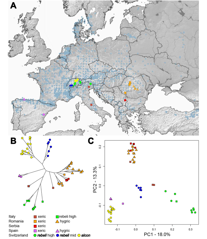 Towards a genomic resolution of the Phengaris alcon species complex