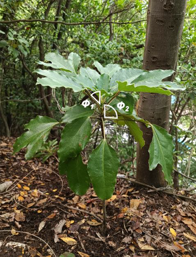 Newly found leaf arrangement to reduce self-shading within a crown in Japanese monoaxial tree species.