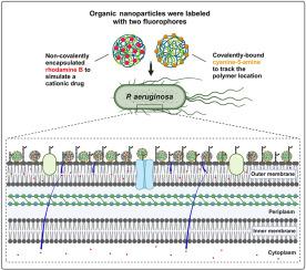 PEG-PLGA nanoparticles deposited in Pseudomonas aeruginosa and Burkolderia cenocepacia