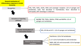 Evolution of the Major Components of Innate Immunity in Animals.