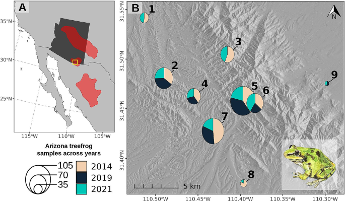 Sampling through space and time: multi-year analysis reveals dynamic population genetic patterns for an amphibian metapopulation