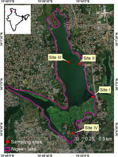 Phytophilous macroinvertebrate assemblages in Nigeen lake of Kashmir Himalaya