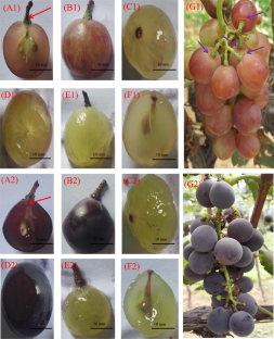 Vascular bundle xylem water transport repression and cell anatomical structure differences may lead to berry cracking near the proximal end