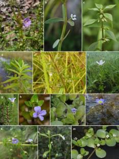 Systematics and biogeography of Bacopa (Plantaginaceae)