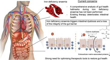 Comprehensive insight into the alterations in the gut microbiome and the intestinal barrier as a consequence of iron deficiency anaemia.