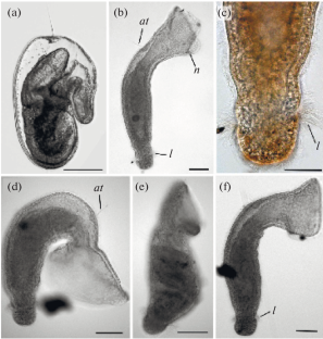 Description of the Morphology of Pilidium incurvatum from Vietnam with Discussion of the Origin of Pilidia of the recurvatum Group (Nemertea, Pilidiophora)