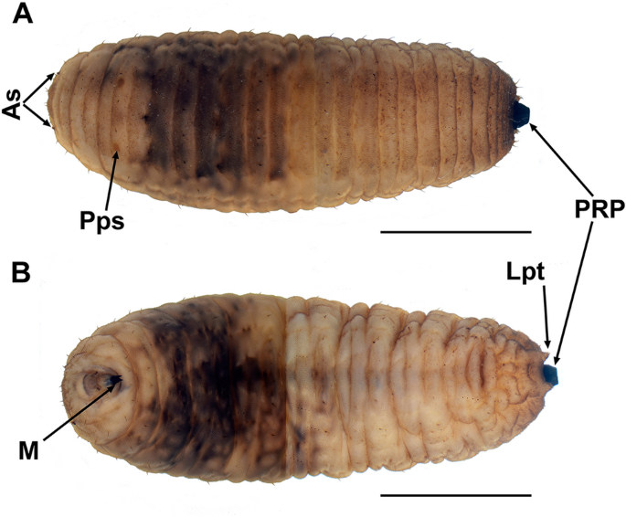 Insights from the preimaginal morphology of the constans species-group, to reveal novel morphological patterns of the Merodon albifrons-evolutionary lineage (Diptera, Syrphidae)