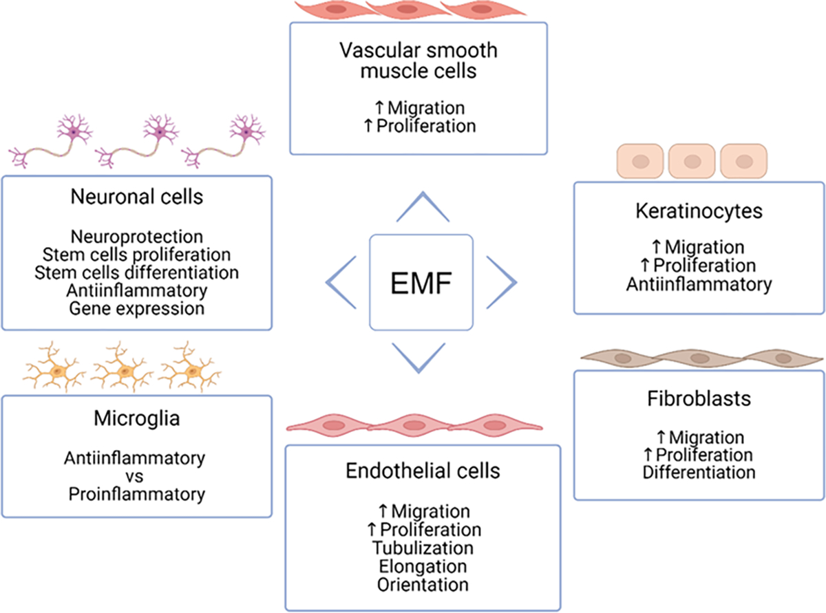 Effect of Electromagnetic Field on Proliferation and Migration of Fibroblasts and Keratinocytes: Implications in Wound Healing and Regeneration.