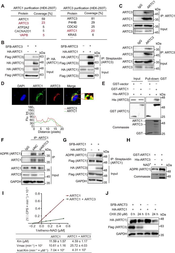 ARTC1-mediated VAPB ADP-ribosylation regulates calcium homeostasis.