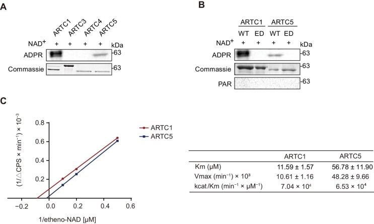 ARTC1-mediated VAPB ADP-ribosylation regulates calcium homeostasis.