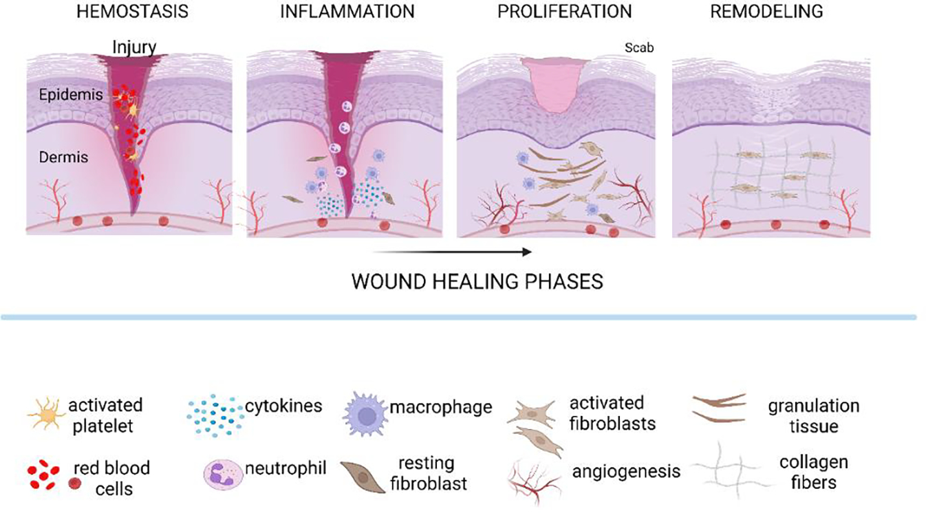 Effect of Electromagnetic Field on Proliferation and Migration of Fibroblasts and Keratinocytes: Implications in Wound Healing and Regeneration.