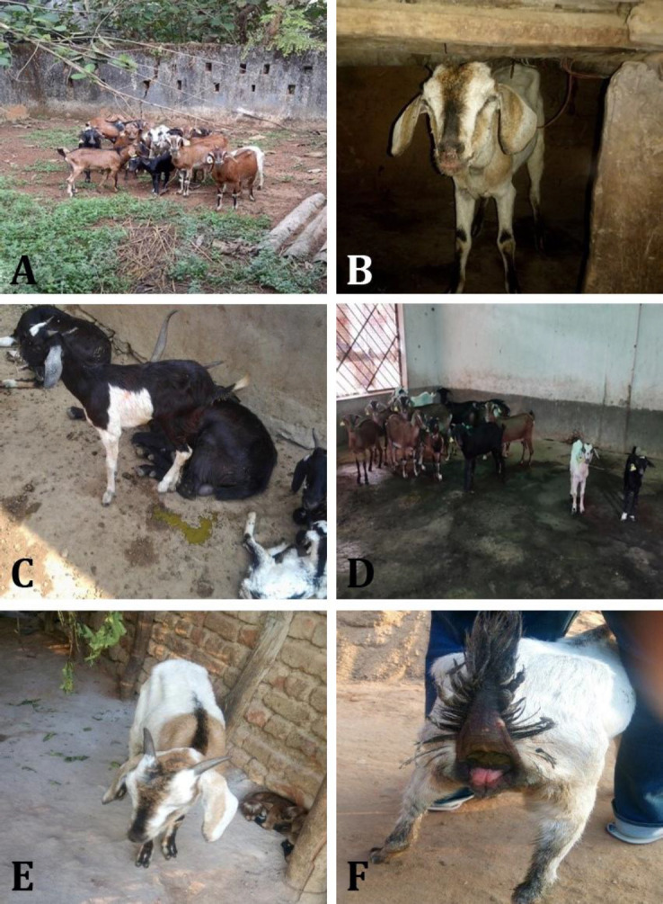 Active surveillance and associated epidemiological risk factors of caprine paratuberculosis in selected district of Odisha, India.