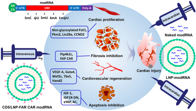 Potential Application of Modified mRNA in Cardiac Regeneration.