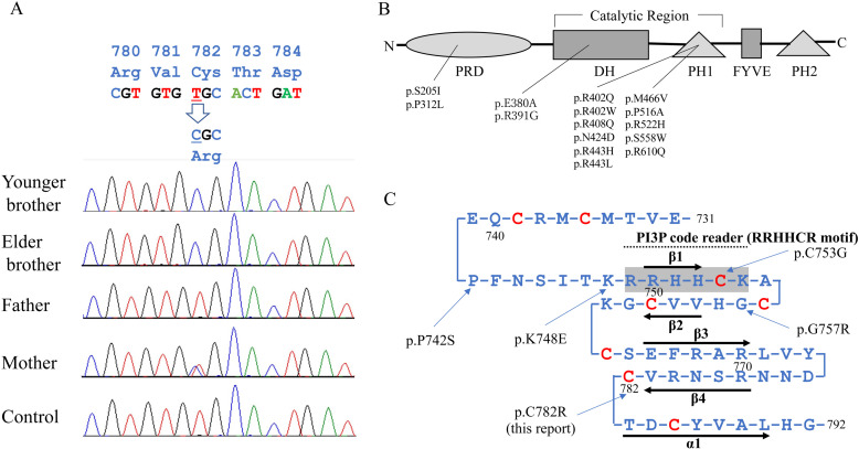 A novel missense variant of <i>FGD1</i> disrupts critical cysteine residues of the FYVE domain in Japanese siblings with Aarskog-Scott syndrome.