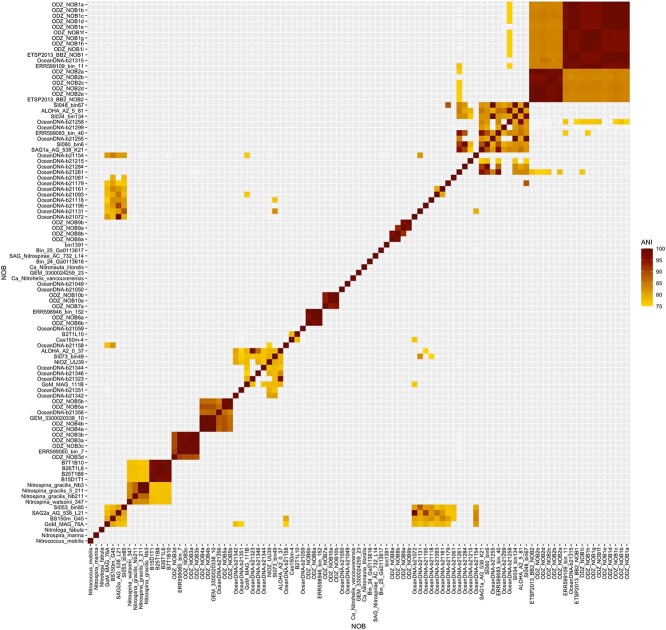 Nitrite-oxidizing bacteria adapted to low-oxygen conditions dominate nitrite oxidation in marine oxygen minimum zones.