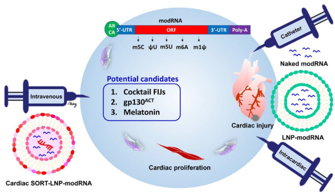 Potential Application of Modified mRNA in Cardiac Regeneration.