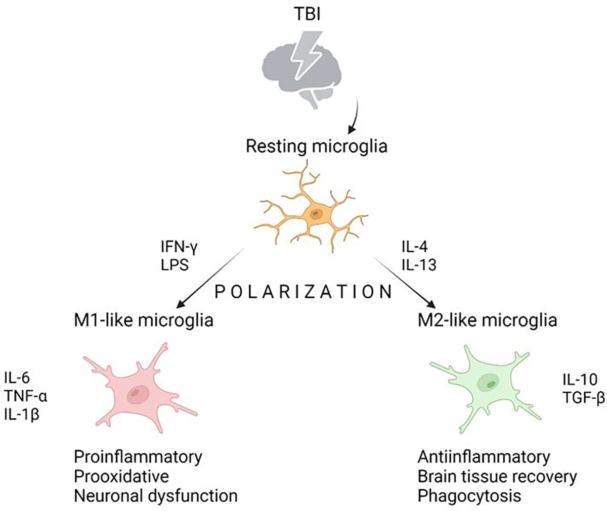 Effect of Electromagnetic Field on Proliferation and Migration of Fibroblasts and Keratinocytes: Implications in Wound Healing and Regeneration.