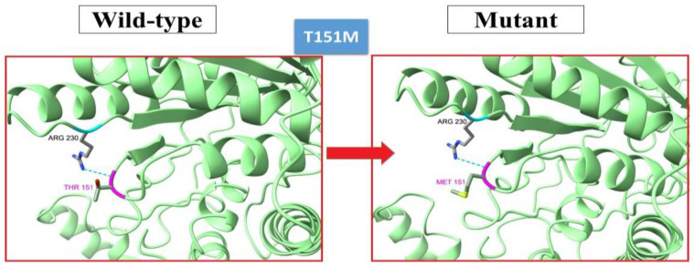 A comprehensive in silico analysis of mutation spectrum of maple syrup urine disease (MSUD) genes in Iranian population.
