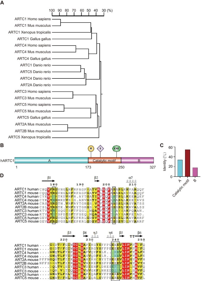 ARTC1-mediated VAPB ADP-ribosylation regulates calcium homeostasis.