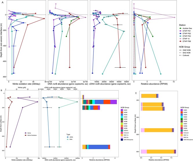 Nitrite-oxidizing bacteria adapted to low-oxygen conditions dominate nitrite oxidation in marine oxygen minimum zones.