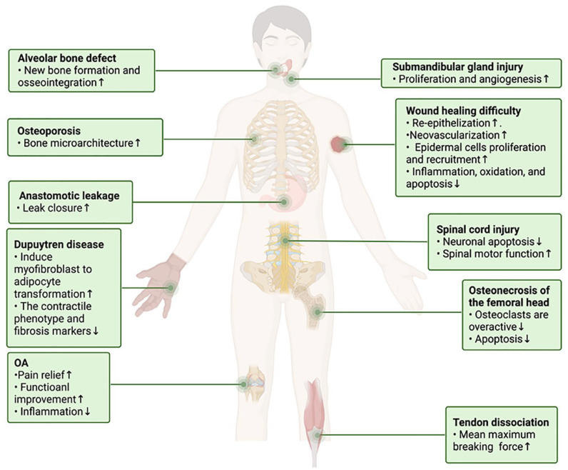 Platelet Concentrates Preconditioning of Mesenchymal Stem Cells and Combined Therapies: Integrating Regenerative Strategies for Enhanced Clinical Applications.