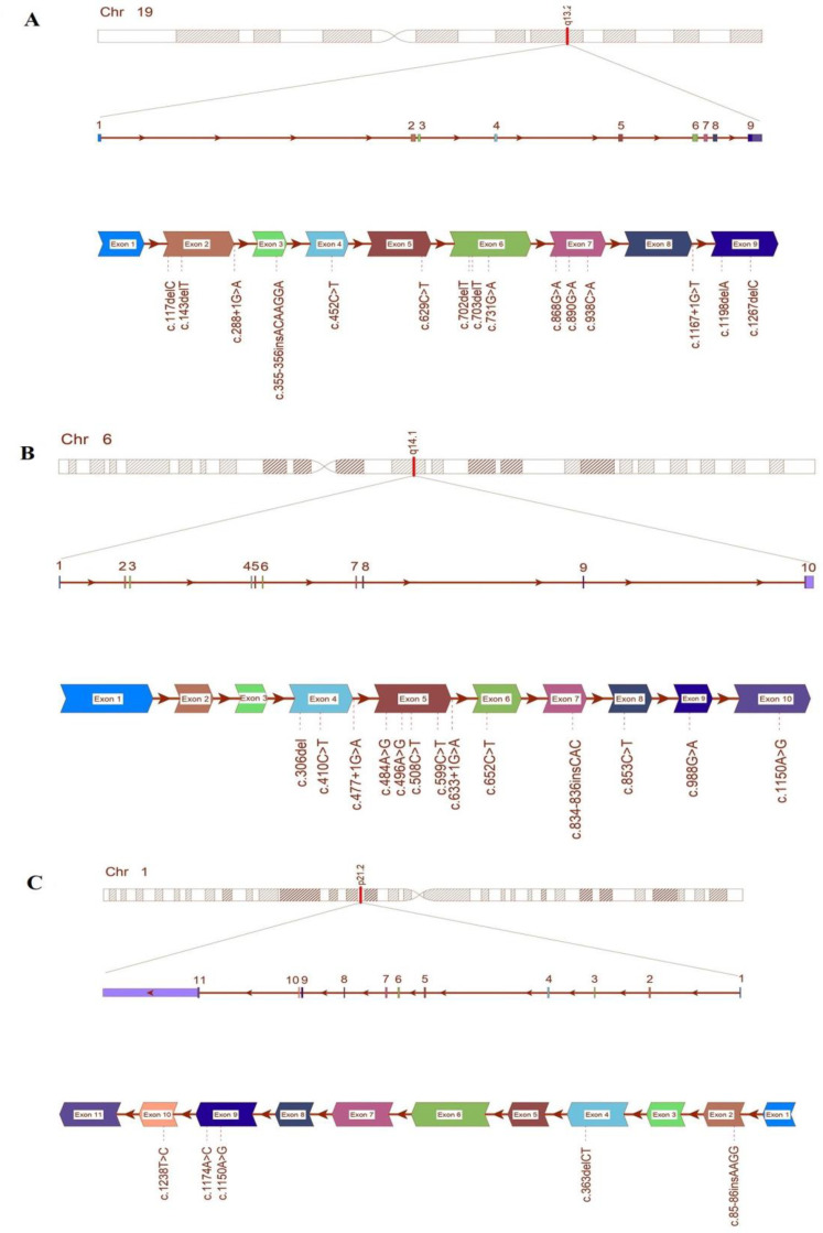 A comprehensive in silico analysis of mutation spectrum of maple syrup urine disease (MSUD) genes in Iranian population.