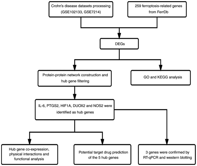 Identification of differentially expressed genes associated with ferroptosis in Crohn's disease.