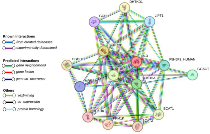 A comprehensive in silico analysis of mutation spectrum of maple syrup urine disease (MSUD) genes in Iranian population.
