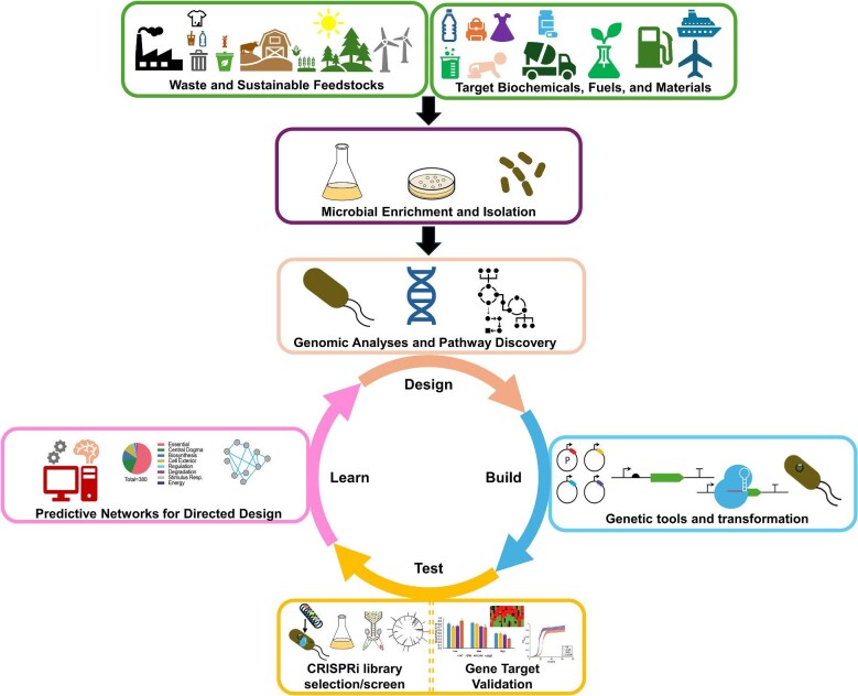 Application of functional genomics for domestication of novel non-model microbes.