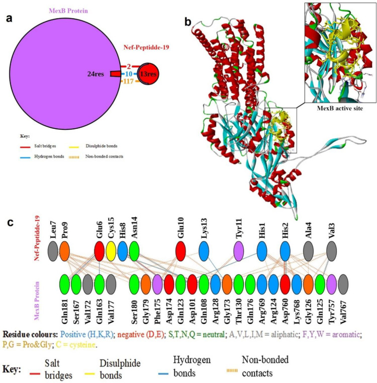In Silico and In vitro Evaluations of the Antibacterial Activities of HIV-1 Nef Peptides against <i>Pseudomonas aeruginosa</i>.