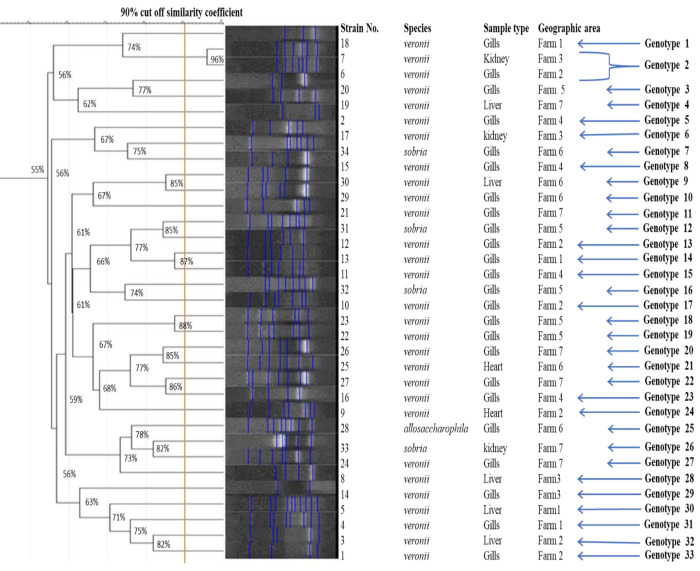 Clonal dispersion and pathogenic potential of multidrug-resistant <i>Aeromonas</i> spp. isolated from <i>Oncorhynchus mykiss</i> with hemorrhagic septicemia.