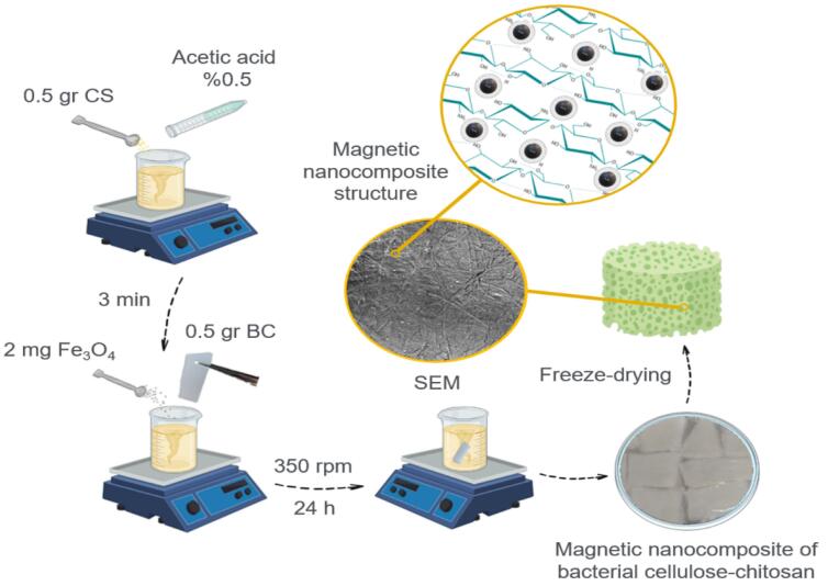 Synthesis and characterization of a magnetic bacterial cellulose-chitosan nanocomposite and evaluation of its applicability for osteogenesis.