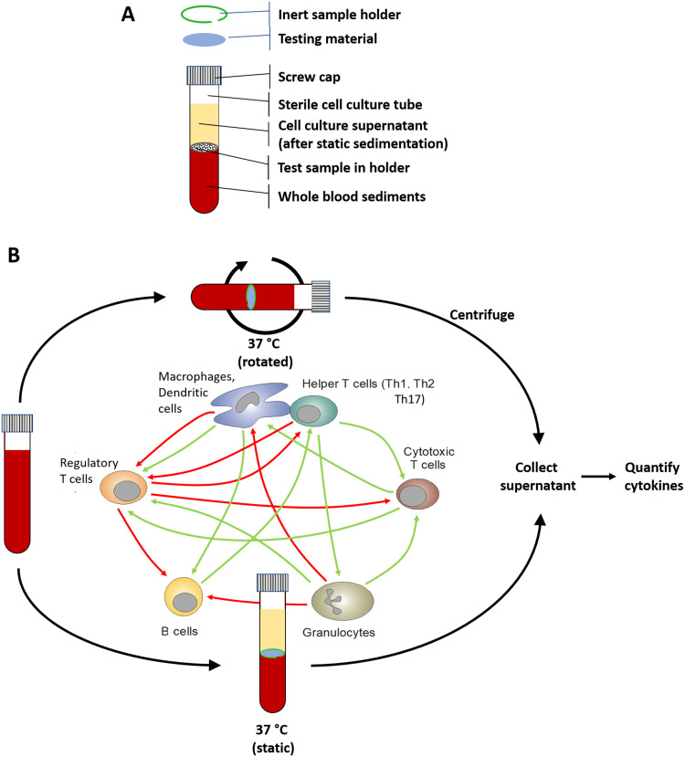 A Human Whole Blood Culture System Reveals Detailed Cytokine Release Profiles of Implant Materials.