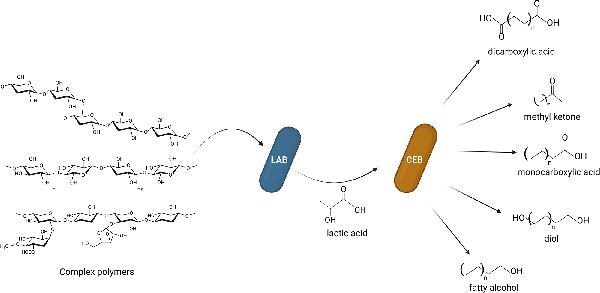 Evaluating the feasibility of medium-chain oleochemical synthesis using microbial chain elongation.
