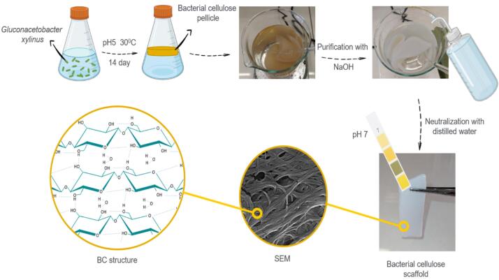 Synthesis and characterization of a magnetic bacterial cellulose-chitosan nanocomposite and evaluation of its applicability for osteogenesis.
