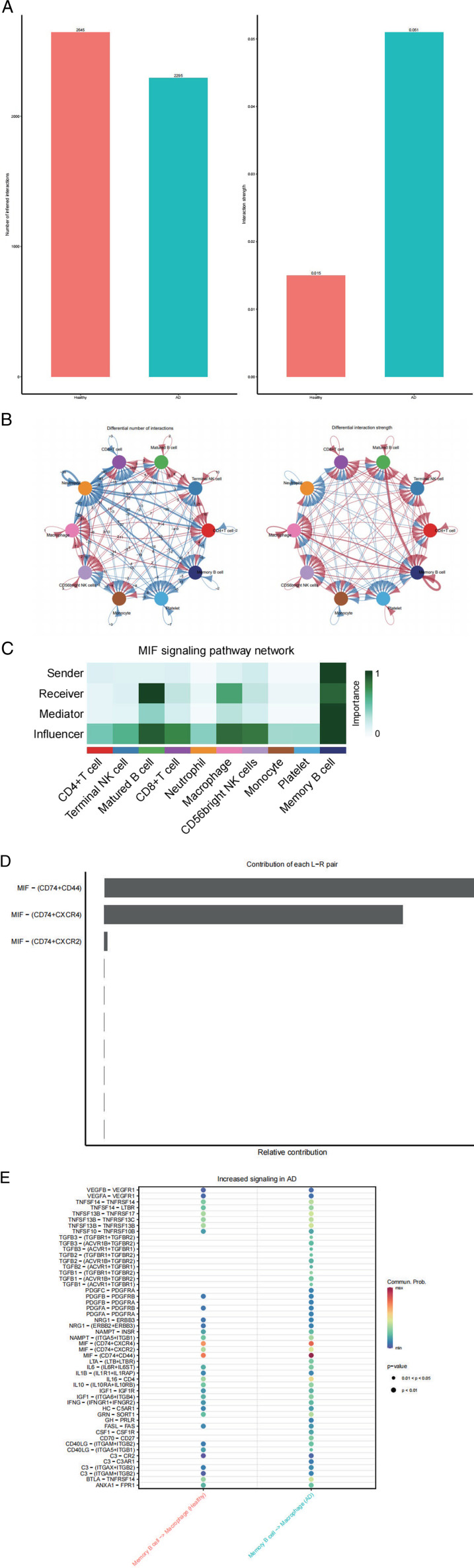 Migration Inhibition Factor Secreted by Peripheral Blood Memory B Cells Binding to CD74-CD44 Receptor Complex Drives Macrophage Behavior in Alzheimer's Disease.