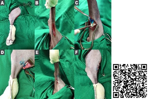 Illustrated technique of superficial lymphadenectomy of dogs and cats: preliminary study.